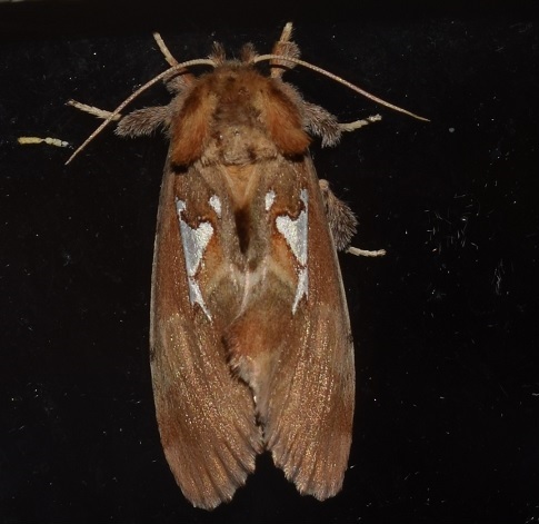 Spatalia argentina anomala